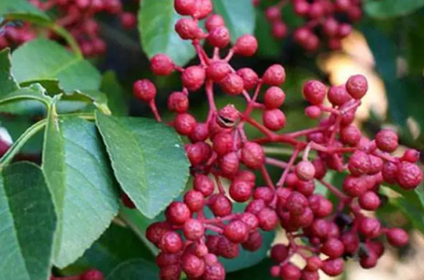 花椒树好养活吗