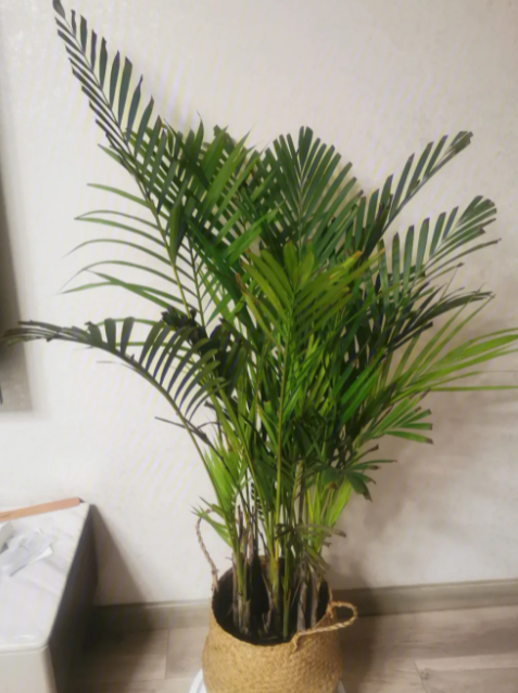 散尾葵好养活吗