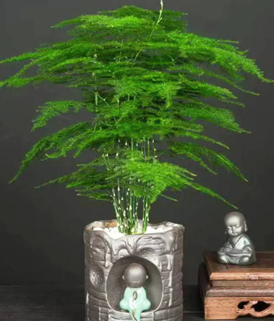 文竹好养活吗