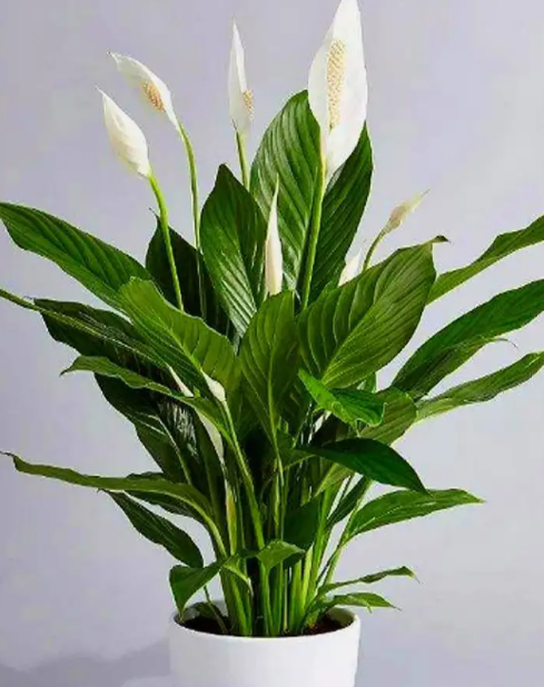 白掌好养活吗