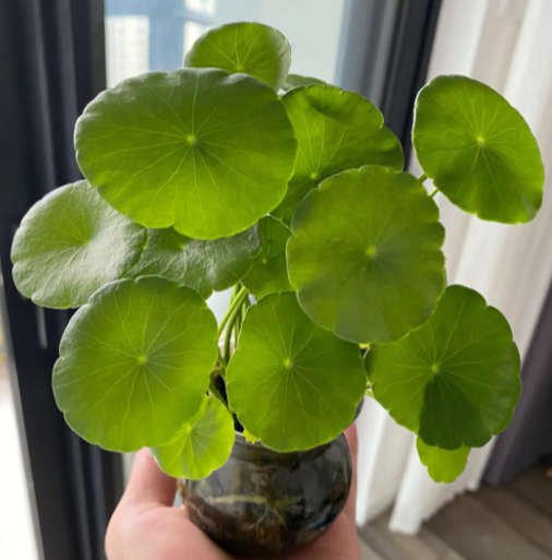 铜钱草好养活吗