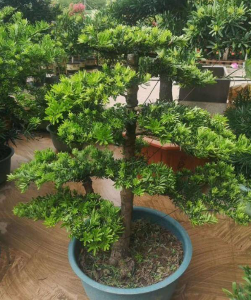 罗汉松好养活吗