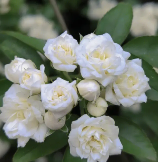 木香花好养活吗