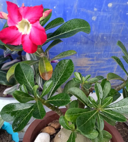 沙漠玫瑰好养活吗