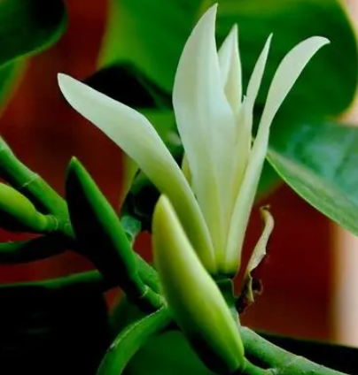 白兰花开花温度多少度
