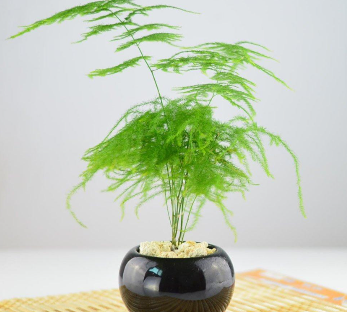 文竹可以水培吗