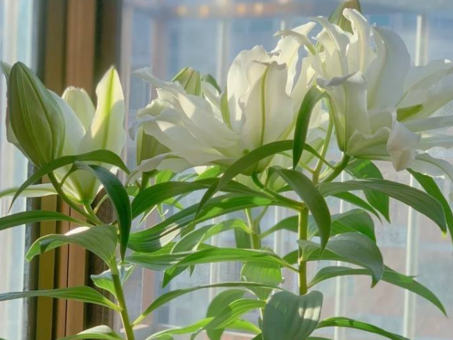 百合花开花温度多少度