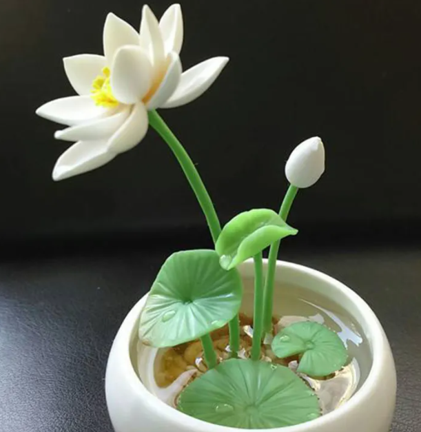 莲花可以水培吗