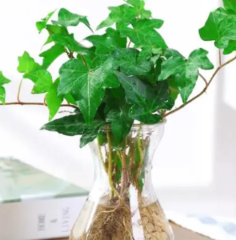 常春藤可以水培吗