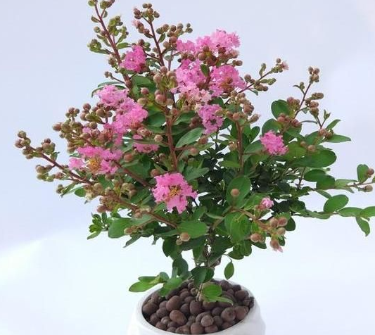 紫薇花怎么养家庭养法