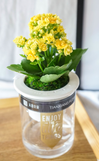 长寿花可以水培吗