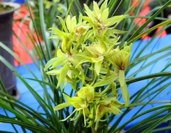 蕙兰开花温度多少度