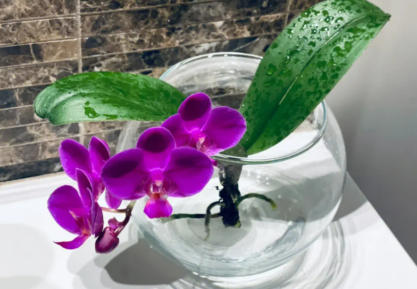 兰花可以水培吗