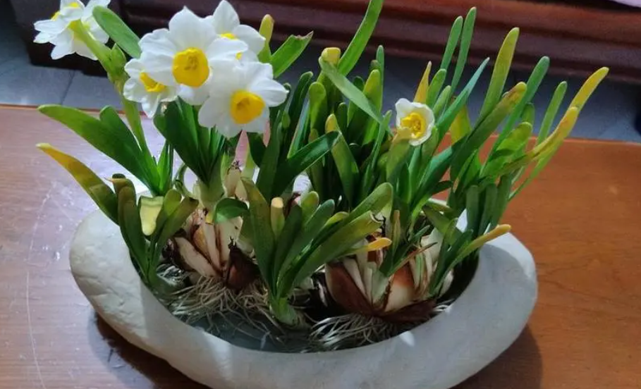 水仙花开花温度多少度