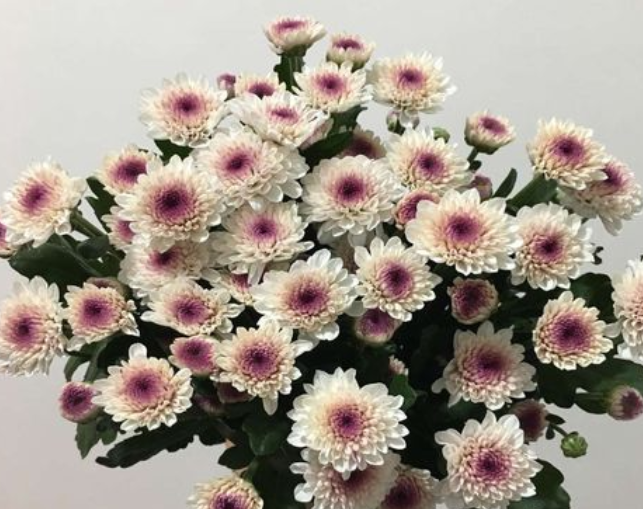 雏菊可以水培吗