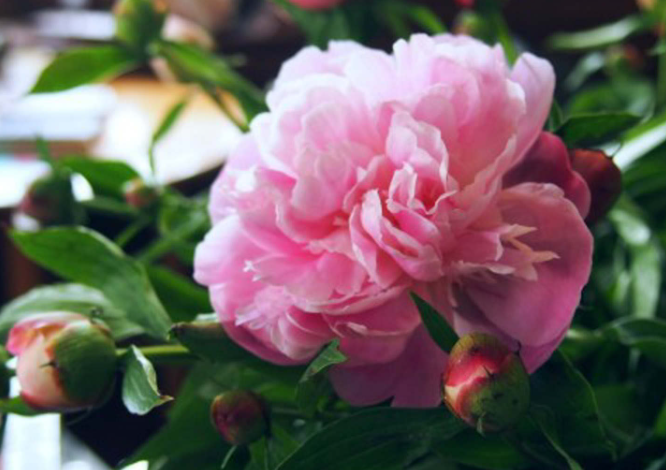 芍药怎么养家庭养法