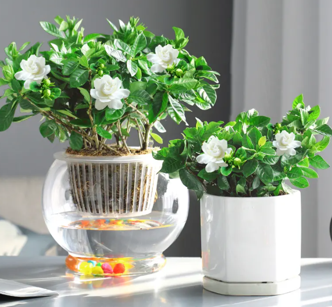 栀子花可以水培吗