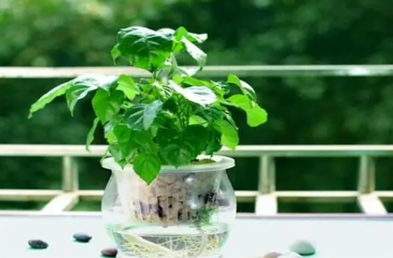 绿宝可以水培吗