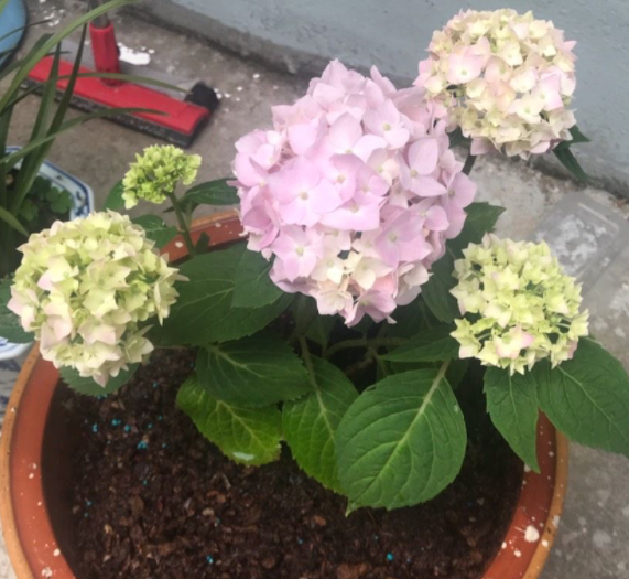 绣球花怎么养家庭养法