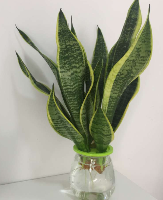 虎皮兰可以水培吗
