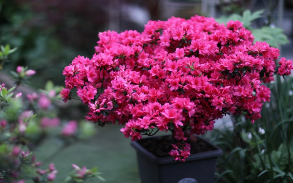 蜡皮杜鹃花怎么养家庭养法