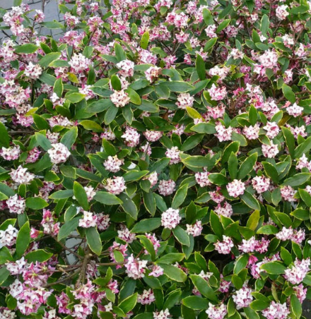 瑞香花怎么养家庭养法