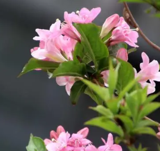 锦带花生长速度快不快 一年长多少