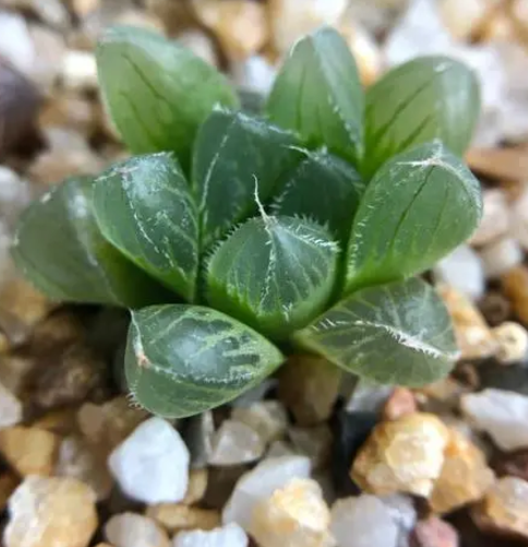 玉露可以水培吗