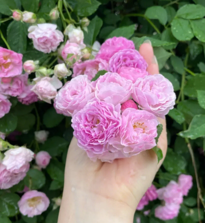 蔷薇花怎么养家庭养法