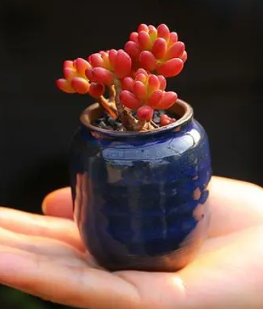 虹之玉可以水培吗