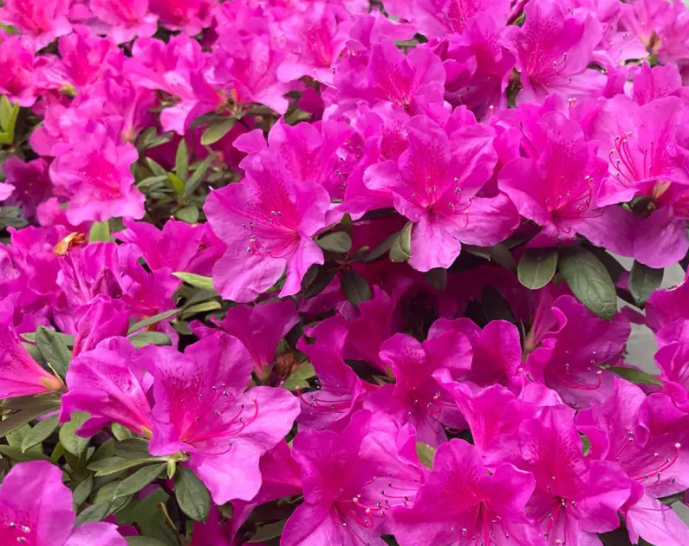 杜鹃花夏季怎么养家庭养法