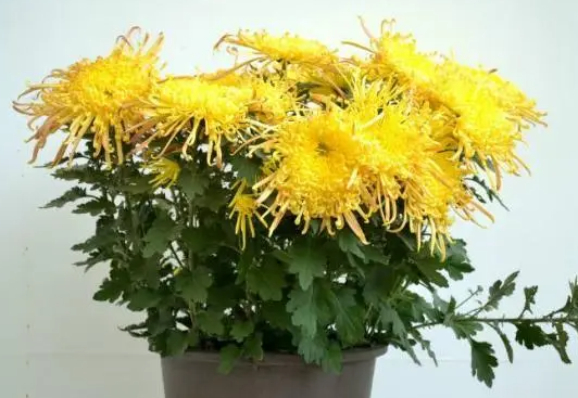 菊花怎么养家庭养法
