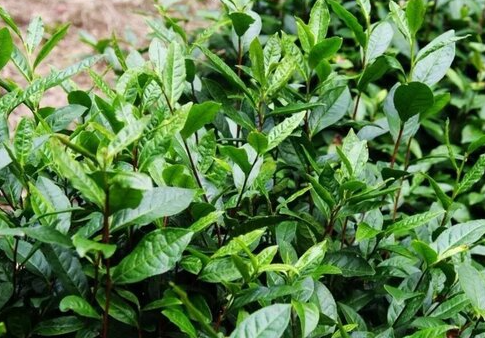 茶树怎么养家庭养法