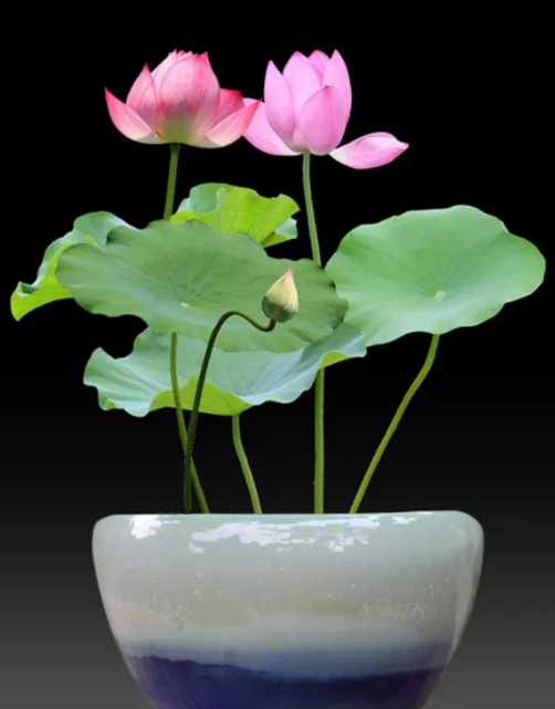 荷花可以水培吗