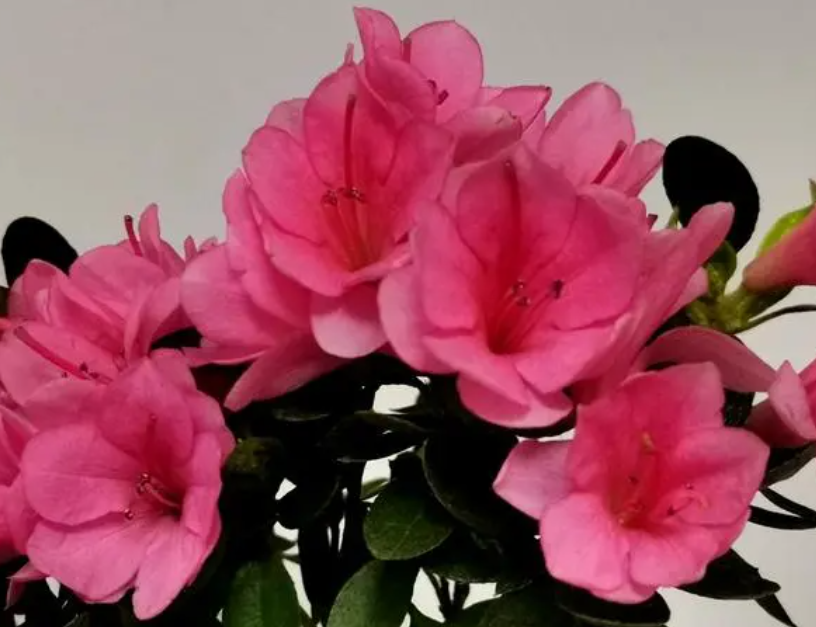 西洋杜鹃花怎么养家庭养法