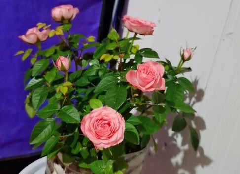 月季花可以水培吗