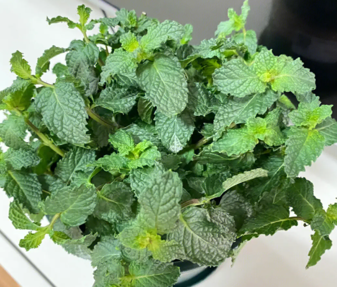 薄荷怎么养家庭养法