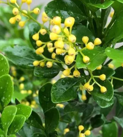 米兰花怎么养家庭养法