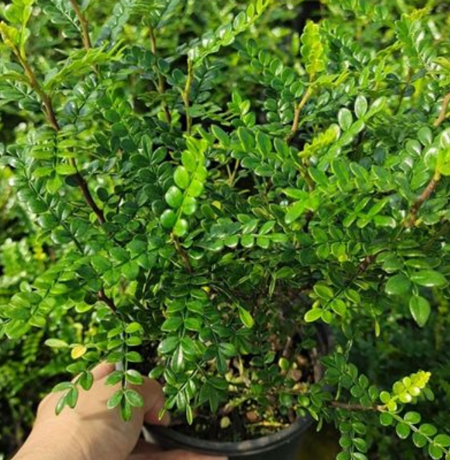 清香木用什么土养好