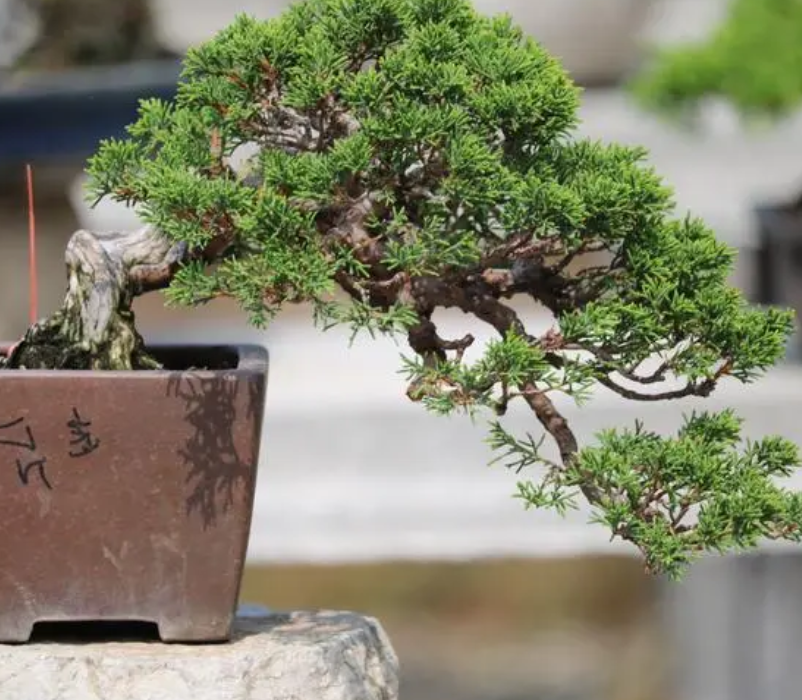 柏树盆景上盆时间与养护方法