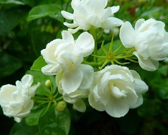 茉莉花老桩上盆时间与养护方法是什么
