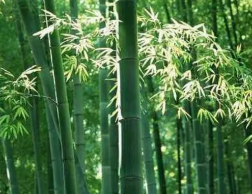 竹子上盆时间与养护方法是什么
