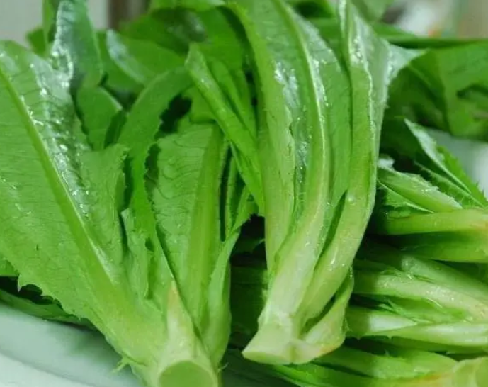 家庭油麦怎么种?