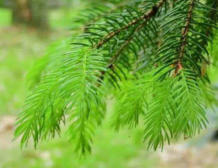 山区适合种什么树