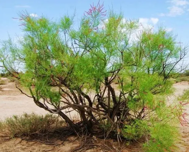 甘肃适合种什么树