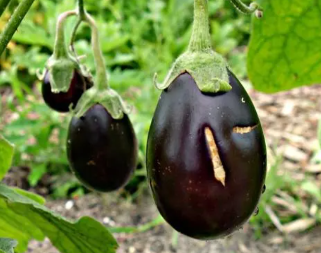 春夏适合种什么菜