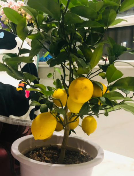 花盆适合种什么树