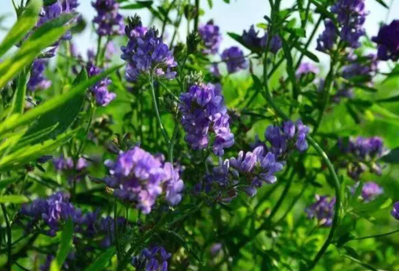 院子适合种什么草