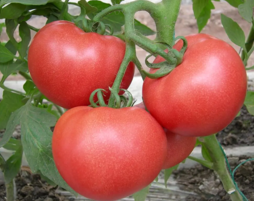 立夏适合种什么菜