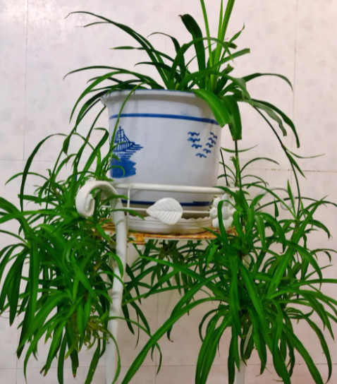 房间适合种什么花